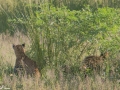 South-Luangwa-4-2-12