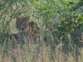 South-Luangwa-4-2-14