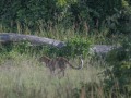 South-Luangwa-4-2-20