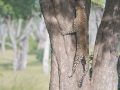 South-Luangwa-5-1-12