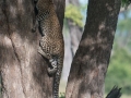 South-Luangwa-5-1-14