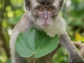 Long Tail Macaque (1 of 49)