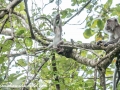 Long Tail Macaque (10 of 49)