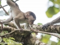 Long Tail Macaque (11 of 49)