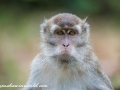 Long Tail Macaque (12 of 49)