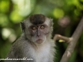 Long Tail Macaque (14 of 49)