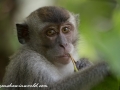 Long Tail Macaque (15 of 49)