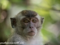 Long Tail Macaque (16 of 49)