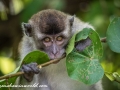 Long Tail Macaque (18 of 49)