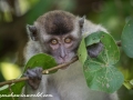 Long Tail Macaque (19 of 49)