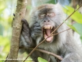 Long Tail Macaque (21 of 49)