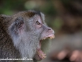 Long Tail Macaque (22 of 49)