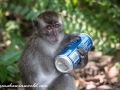 Long Tail Macaque (23 of 49)