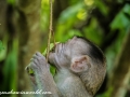 Long Tail Macaque (24 of 49)