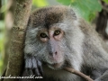 Long Tail Macaque (25 of 49)