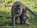 Long Tail Macaque (26 of 49)