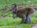 Long Tail Macaque (27 of 49)