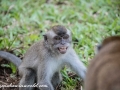 Long Tail Macaque (28 of 49)