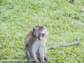 Long Tail Macaque (29 of 49)