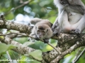 Long Tail Macaque (3 of 49)