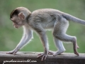 Long Tail Macaque (30 of 49)