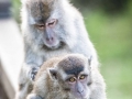 Long Tail Macaque (31 of 49)