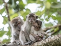 Long Tail Macaque (4 of 49)