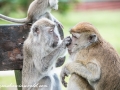 Long Tail Macaque (49 of 49)