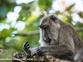 Long Tail Macaque (6 of 49)