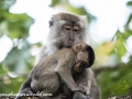 Long Tail Macaque (7 of 49)