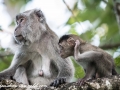 Long Tail Macaque (8 of 49)