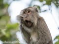 Long Tail Macaque (9 of 49)