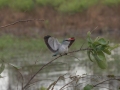 Luangwa-1-1-10