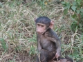 Lake Manyara-108