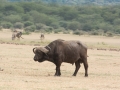 Lake Manyara-132