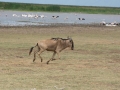 Lake Manyara-136