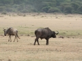 Lake Manyara-144