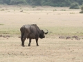 Lake Manyara-145