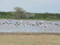 Lake Manyara-147