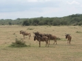 Lake Manyara-150