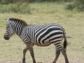 Lake Manyara-174