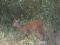 Lake Manyara-219