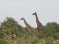 Lake Manyara-234