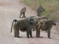 Lake Manyara-239