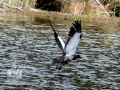 Lake Mapourika-5