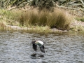 Lake Mapourika-7