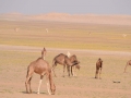 mauritania-32