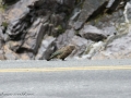 Milford Sound-30