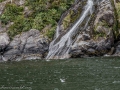 Milford Sound-36