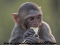 Monkey Park-11